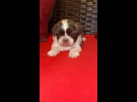 Chewy, a male Shih Tzu for sale in Dallas, TX – Photo 9 of 10