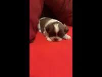 Chewy, a male Shih Tzu for sale in Dallas, TX – Photo 3 of 10