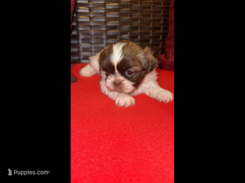 Chewy – Shih Tzu puppy for sale in Dallas, TX