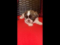 Chewy, a male Shih Tzu for sale in Dallas, TX – Photo 1 of 10