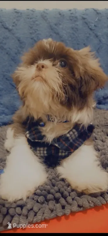 Chewy – Shih Tzu puppy for sale in Dallas, TX