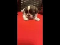 Chewy, a male Shih Tzu for sale in Dallas, TX – Photo 4 of 10