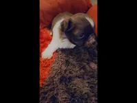 Chewy, a male Shih Tzu for sale in Dallas, TX – Photo 8 of 10