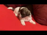 Chewy, a male Shih Tzu for sale in Dallas, TX – Photo 6 of 10