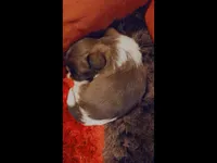 Chewy, a male Shih Tzu for sale in Dallas, TX – Photo 10 of 10