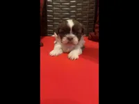 Chewy, a male Shih Tzu for sale in Dallas, TX – Photo 5 of 10