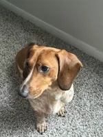 Barker, a male Dachshund for sale in Mobile, AL – 1 of 1