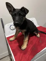 Turbo, a male German Shepherd Dog for sale in McKinney, TX – Photo 1 of 2