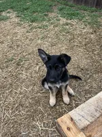 Turbo, a male German Shepherd Dog for sale in McKinney, TX – Photo 2 of 2