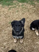 TuckerB, a male German Shepherd Dog for sale in McKinney, TX – Photo 2 of 2