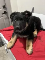 TuckerB, a male German Shepherd Dog for sale in McKinney, TX – Photo 1 of 2