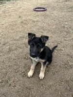 Molly, a female German Shepherd Dog for sale in McKinney, TX – Photo 2 of 2