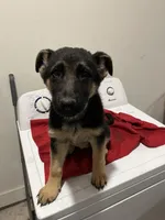 Molly, a female German Shepherd Dog for sale in McKinney, TX – Photo 1 of 2