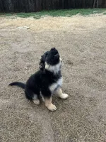 Missy, a female German Shepherd Dog for sale in McKinney, TX – Photo 2 of 2