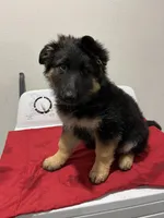 Missy, a female German Shepherd Dog for sale in McKinney, TX – Photo 1 of 2