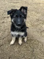 Maddy, a female German Shepherd Dog for sale in McKinney, TX – Photo 2 of 2
