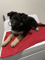 Maddy, a female German Shepherd Dog for sale in McKinney, TX – Photo 1 of 2