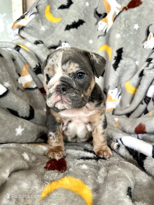 Harlequin  – English Bulldog puppy for sale in Brooksville, FL