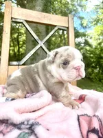 Pumpkin Spice, a female English Bulldog for sale in Brooksville, FL – 2 of 3