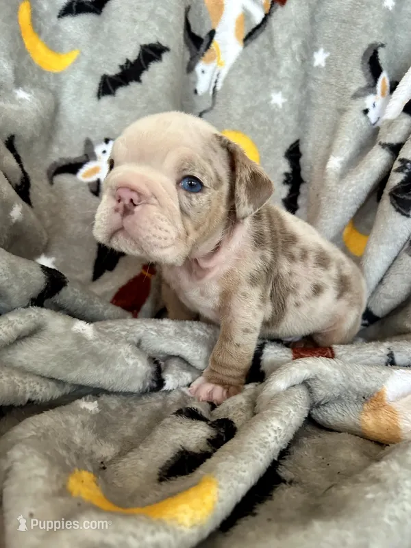 Rocky – English Bulldog puppy for sale in Brooksville, FL