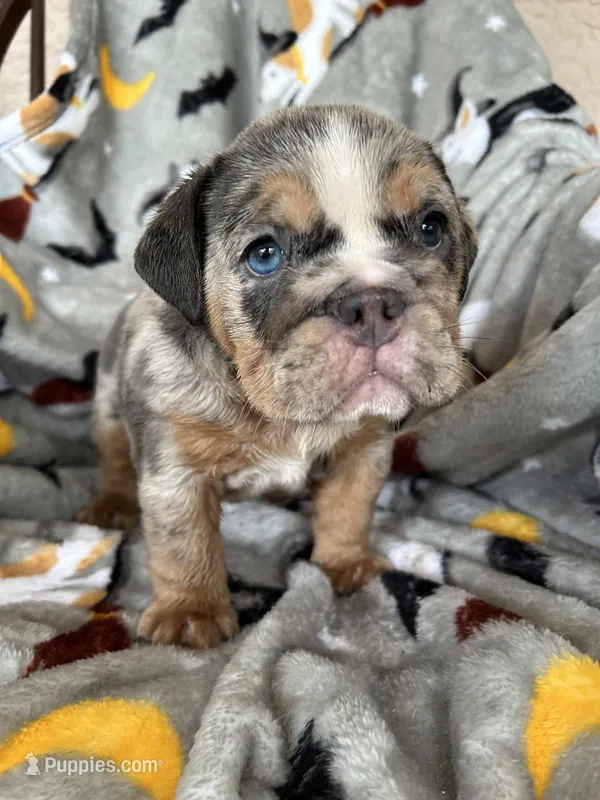 Cinnamon  – English Bulldog puppy for sale in Brooksville, FL