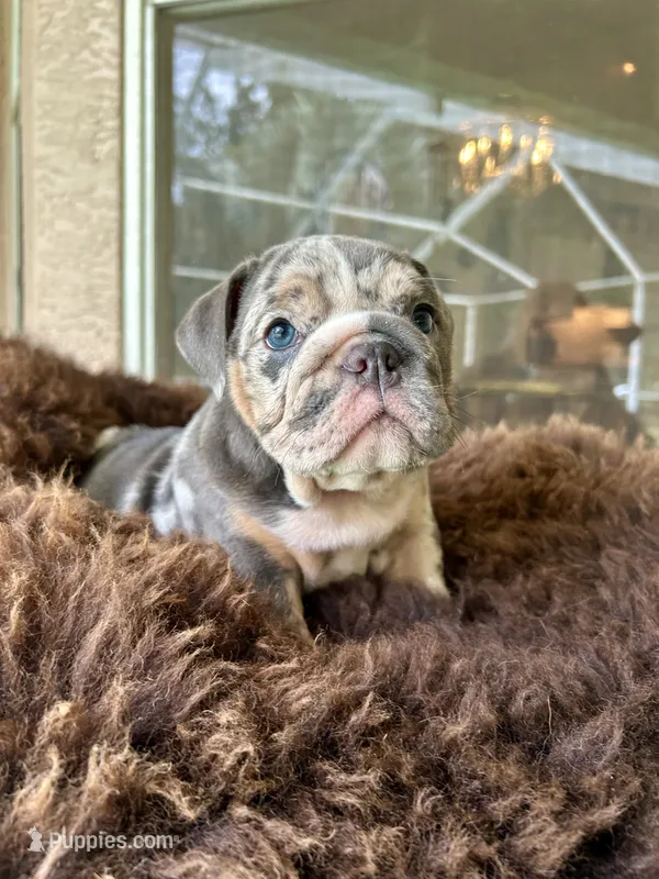 Harlequin  – English Bulldog puppy for sale in Brooksville, FL