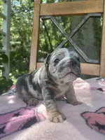 Harlequin , a female English Bulldog for sale in Brooksville, FL – 6 of 6