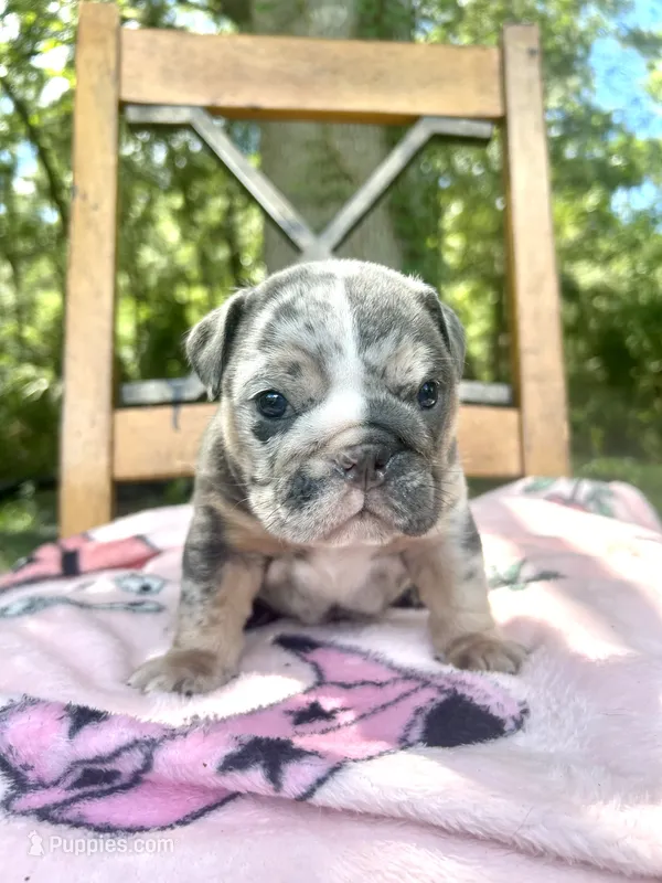 Harlequin  – English Bulldog puppy for sale in Brooksville, FL