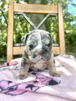 Harlequin , a female English Bulldog for sale in Brooksville, FL – 1 of 6