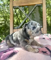 Harlequin , a female English Bulldog for sale in Brooksville, FL – 3 of 6