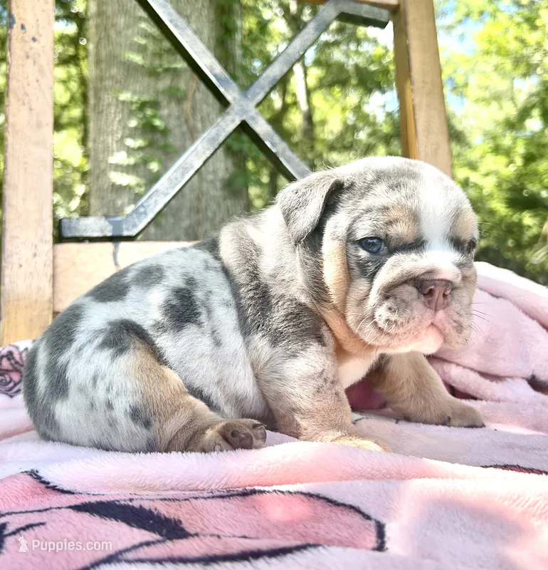 Cinnamon  – English Bulldog puppy for sale in Brooksville, FL