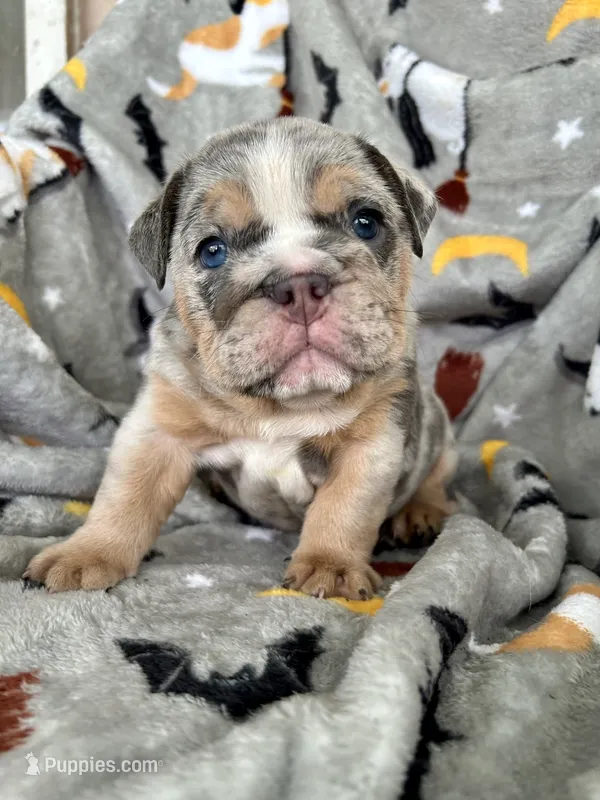 Cinnamon  – English Bulldog puppy for sale in Brooksville, FL