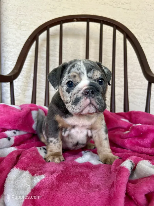 Harlequin  – English Bulldog puppy for sale in Brooksville, FL