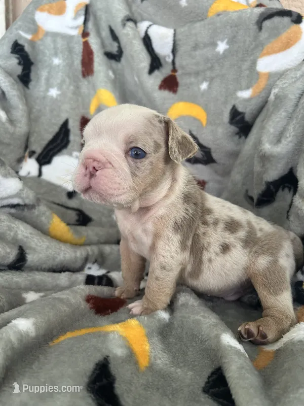 Rocky – English Bulldog puppy for sale in Brooksville, FL