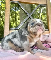 Cinnamon , a female English Bulldog for sale in Brooksville, FL – 3 of 3