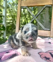 Harlequin , a female English Bulldog for sale in Brooksville, FL – 2 of 6