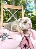 Pumpkin Spice, a female English Bulldog for sale in Brooksville, FL – 3 of 3