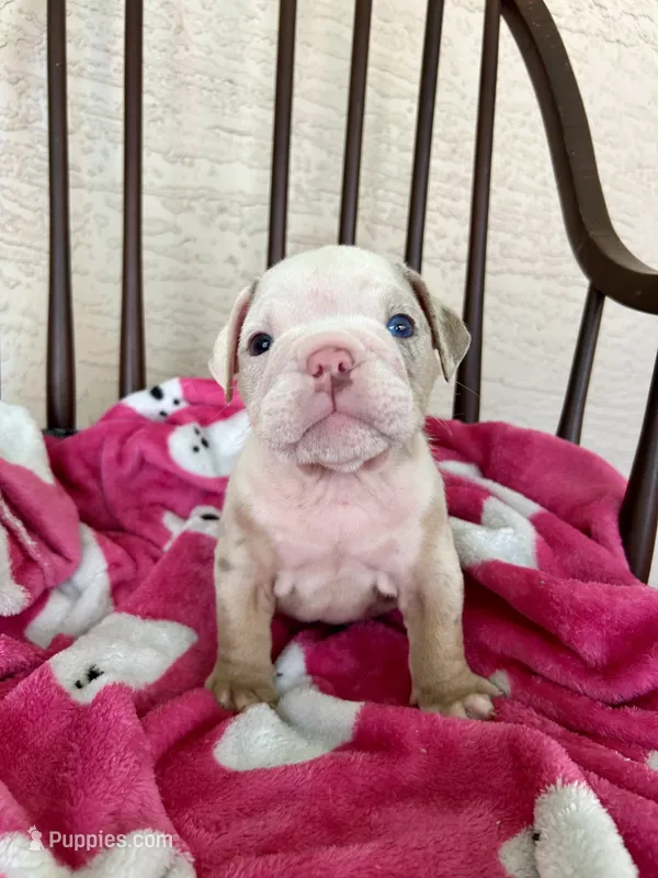 Rocky – English Bulldog puppy for sale in Brooksville, FL