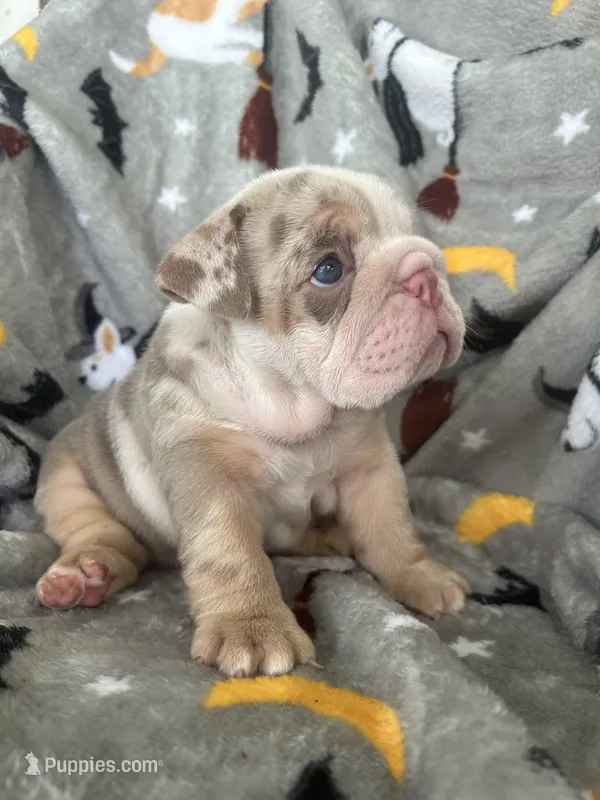 Pumpkin Spice – English Bulldog puppy for sale in Brooksville, FL