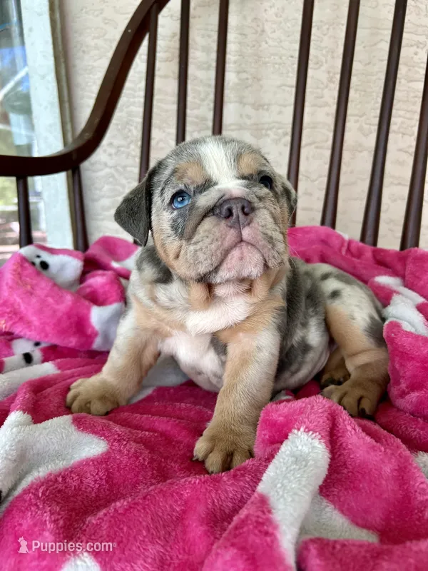 Cinnamon  – English Bulldog puppy for sale in Brooksville, FL