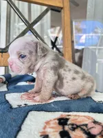 Rocky, a male English Bulldog for sale in Brooksville, FL – 2 of 2