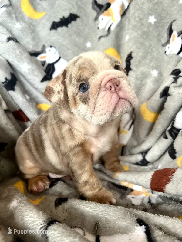 Pumpkin Spice – English Bulldog puppy for sale in Brooksville, FL