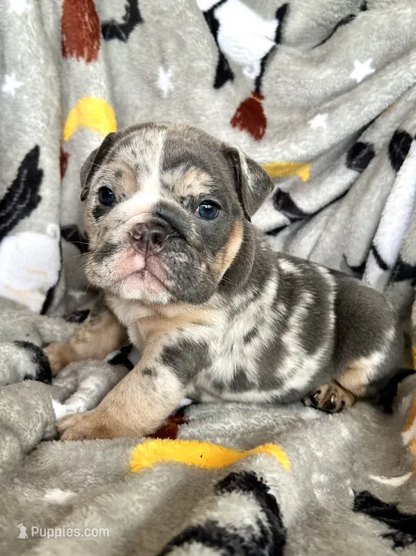 Harlequin  – English Bulldog puppy for sale in Brooksville, FL