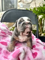 Mrs.Potatohead, a female English Bulldog for sale in Tampa, FL – Photo 4 of 8