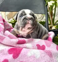 Mrs.Potatohead, a female English Bulldog for sale in Tampa, FL – Photo 1 of 8