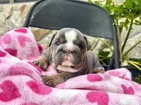 Mrs.Potatohead, a female English Bulldog for sale in Tampa, FL – Photo 6 of 8