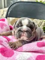 Mrs.Potatohead, a female English Bulldog for sale in Tampa, FL – Photo 5 of 8