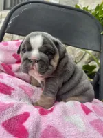 Mrs.Potatohead, a female English Bulldog for sale in Tampa, FL – Photo 7 of 8