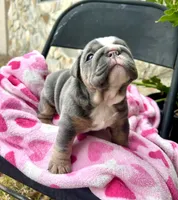 Mrs.Potatohead, a female English Bulldog for sale in Tampa, FL – Photo 3 of 8