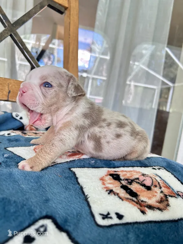 Rocky – English Bulldog puppy for sale in Brooksville, FL